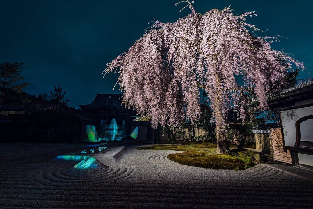 高台寺の夜桜