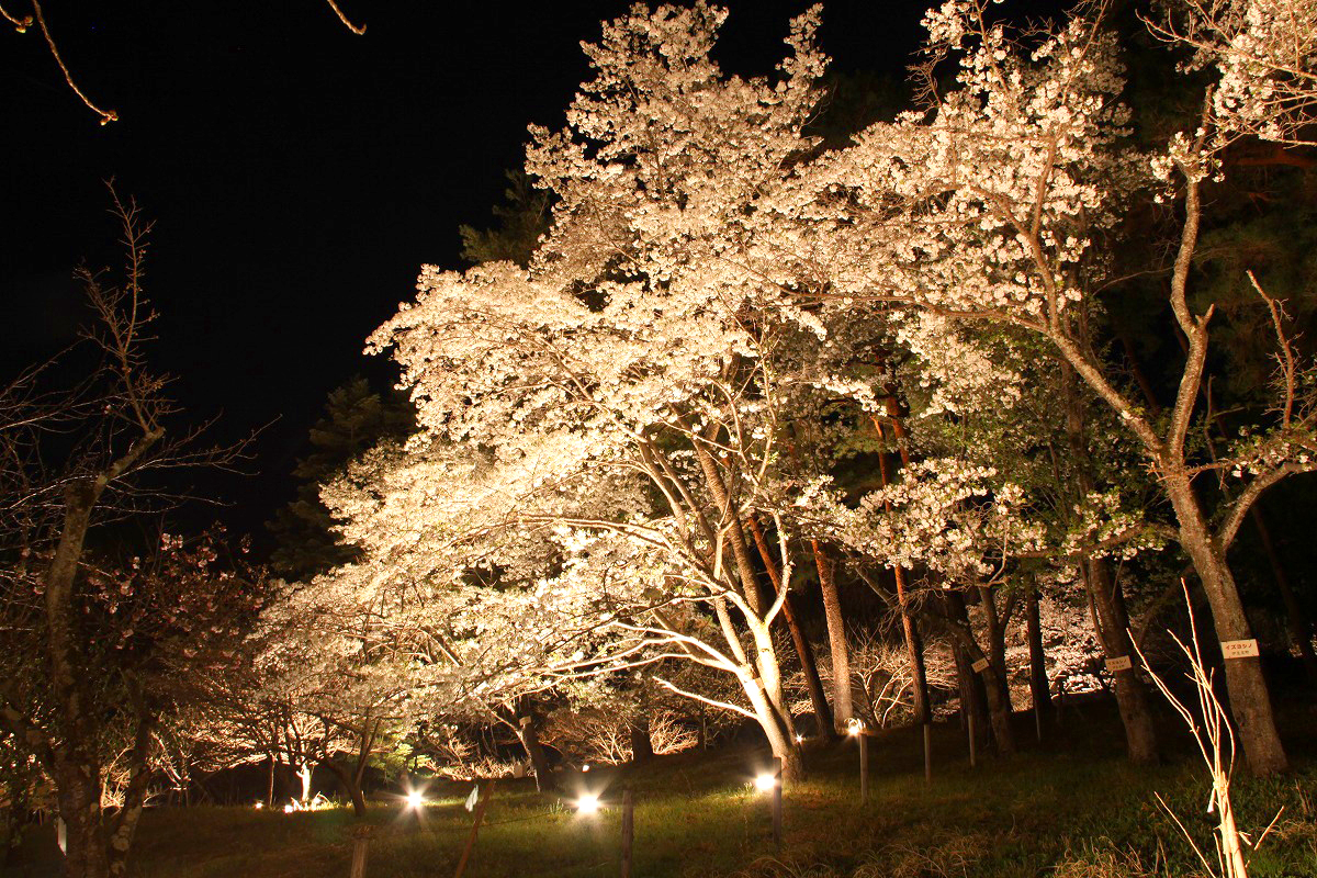関東でライトアップした夜桜を見に車でドライブ おすすめは群馬 車情報ラウンジ Young Amg